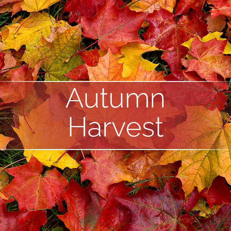 Autumn Harvest Soy Candle-Making Kit with Jar