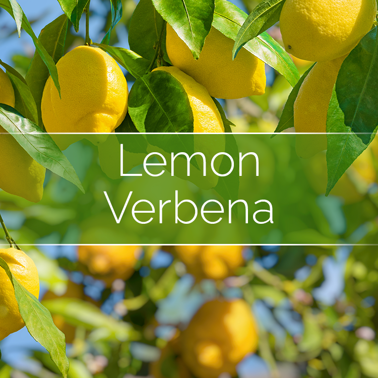 Lemon Verbena Soy Candle-Making Kit with Jar